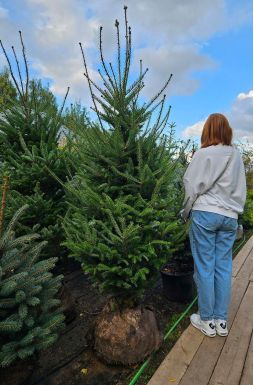 Пихта сибирская