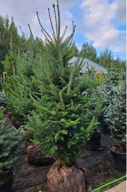 Пихта сибирская