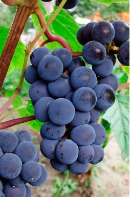 Виноград Зильга (Zilga)