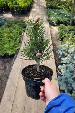 Сосна Гельдрейха Линденхоф (Lindenhof)