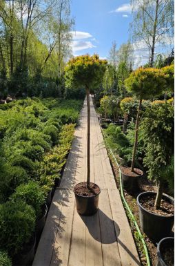 Сосна горная Винтер Голд на штамбе (Winter gold Pа)