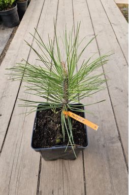 Сосна черная Молетте (Molette)