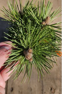 Сосна черная Нана (Nana)