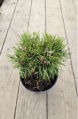 Сосна горная Грюн Велл (Grune Welle)