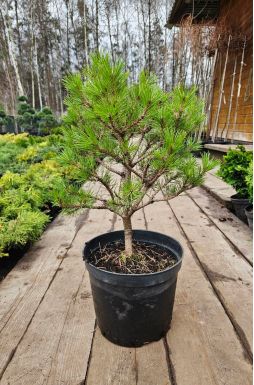 Сосна густоцветковая Лоу Глоу (Low Glow)