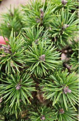 Сосна горная Мопс (Mops)