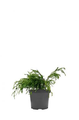 Кипарисовик горохоплодный Голден Моп (Golden Mop)