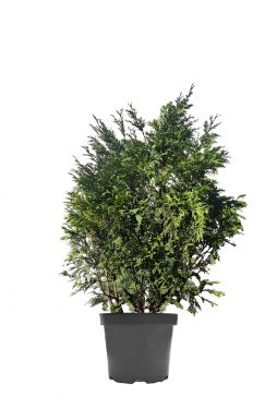 Туя западная Вареана (Wareana)