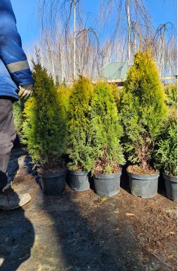 Туя западная Голден Смарагд (Golden smaragd)