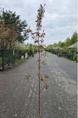 Яблоня Ола (Ola)