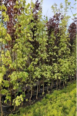 Клен остролистный Друммонди (Drummondi)