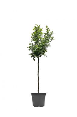 Роза штамбовая в ассортименте