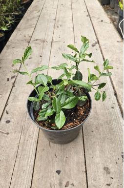 Бересклет форчуна Дартс Бланкет (Darts Blanket)