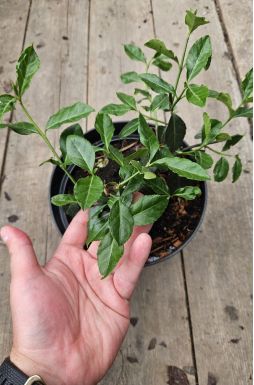 Бересклет форчуна Дартс Бланкет (Darts Blanket)