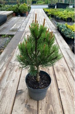 Сосна горная Лаурин (Laurin)