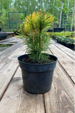 Сосна горная Швейцер Турист (Schweitzer Tourist)