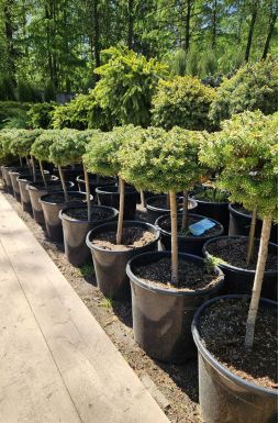 Пихта корейская Кристалкюгел на штамбе (Kristallkugel Ра)