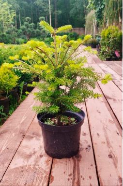 Пихта корейская