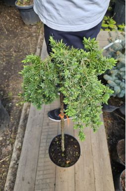 Можжевельник прибрежный Эмеральд Сиа на штамбе (Emerald sea Pa)