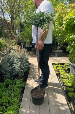 Можжевельник чешуйчатый Блю Спайдер на штамбе (Blue spider Pa)