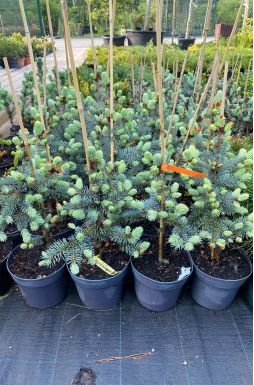 Ель колючая Хото (Hoto)