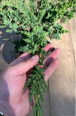 Можжевельник китайский Блаув (Blaauw)