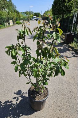 Яблоня Ред Харт (Red Heart)