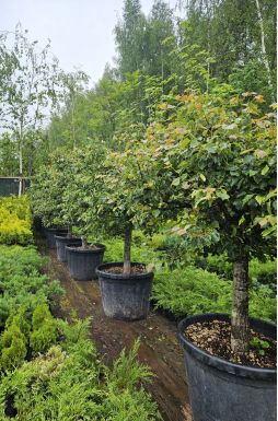 Липа мелколистная Грин Глобе (Green Globe)