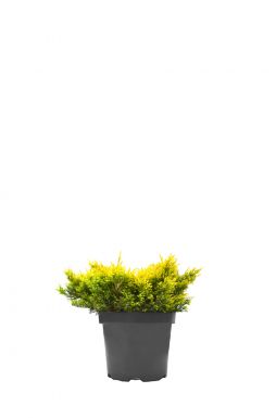 Можжевельник горизонтальный Лайм Глоу (Lime glow)