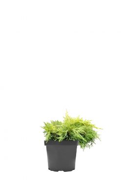 Можжевельник средний Голден Джой (Golden Joy)