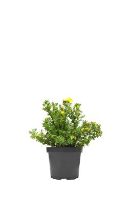 Лапчатка кустарниковая Аннет (Annette)