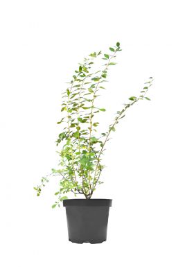 Барбарис Ред Тиас (Red Tears)