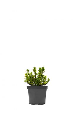 Барбарис тунберга Кобольд (Kobold)