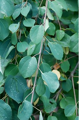 Багрянник японский Эмейзинг Грэйс (Amazing Grace)