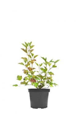 Калина обыкновенная Розеум (Roseum)