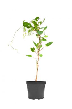 Актинидия острая Женева (Genewa)