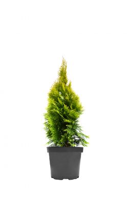 Туя западная Голден Смарагд (Golden smaragd)