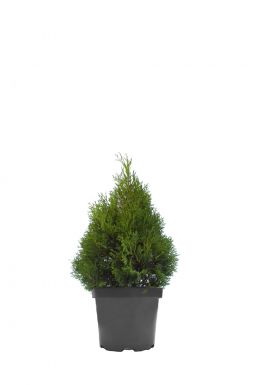 Туя западная Мики (Miky)