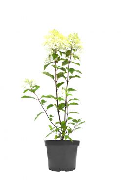 Гортензия метельчатая Ванилла Фрейз (Vanille Fraise)