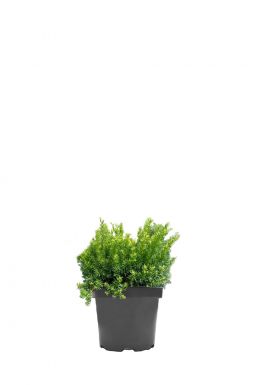 Тис средний Файервью (Fairview)