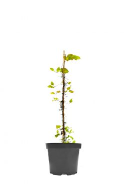 Клематис Чейндж оф херт (Change of Heart)