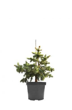 Ель колючая Белобок (Bialobok)