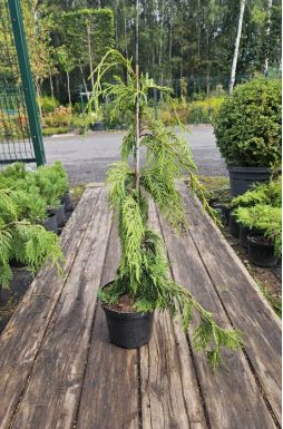 Кипарисовик нутканский Джубили (Jubilee)