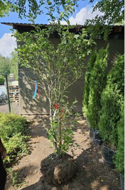 Шпалер из яблони Эверест (Evereste)