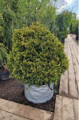 Туя западная Столвик (Stolwijk)