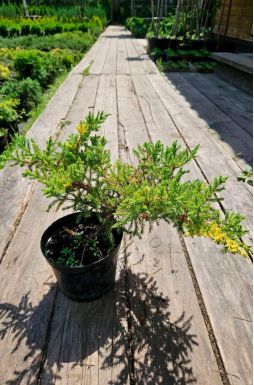 Можжевельник китайский Экспанса Ауреоспиката (Expansa Aureospicata)