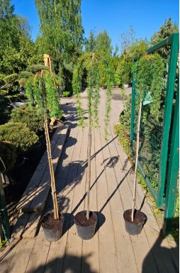 Лиственница европейская Пендула (Pendula Pa)