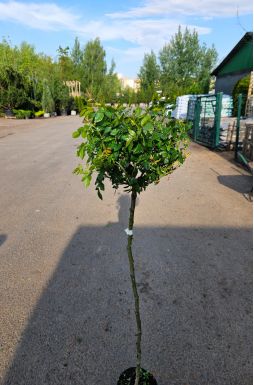 Роза штамбовая в ассортименте