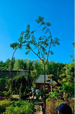 Рябина обыкновенная Пендула (Pendula)