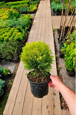 Туя западная Мириам (Mirjam PBR)